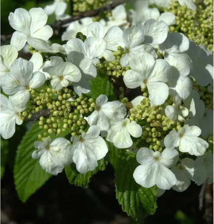 Filziger Schneeball Viburnum plicatum Strauch von Nr-01.de in Rot und Weiß, Höhe: 80-100 cm