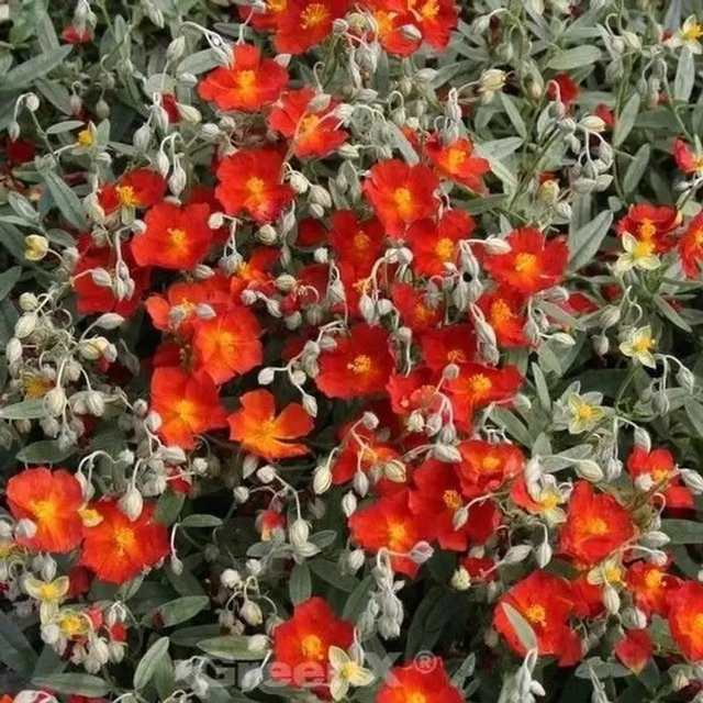 Helianthemum Sonnenröschen Bronzeteppich als pflegeleichter Bodendecker für Steingärten und Einfassungen - Bild 1
