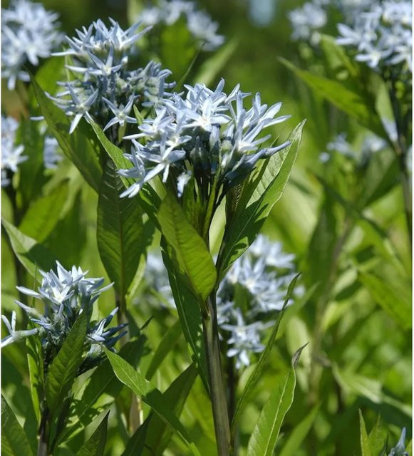 Amsonia tabernaemontana Strauch - Bild 1