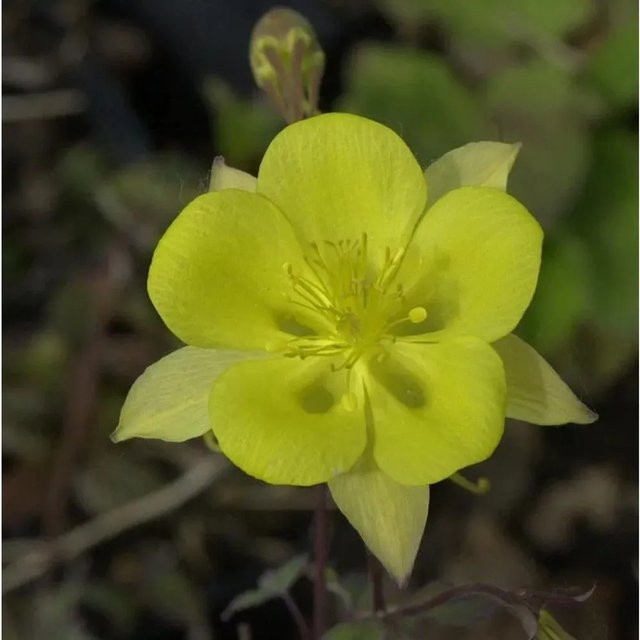 Akelei Yellow Queen Aquilegia chrysantha gelbe Staude für deinen Garten - Bild 1