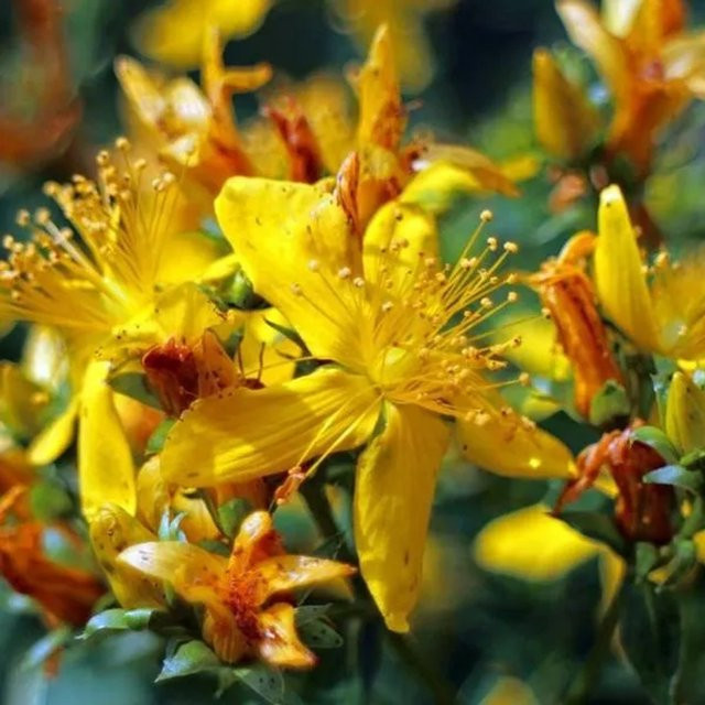 Arborix Johanniskraut Elstead Hypericum inodorum als Zierstrauch mit gelben und roten Blüten, Höhe: 20 bis 30 cm - Bild 1