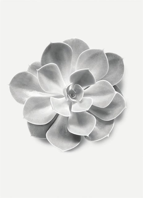 Komar Wandbild Succulent Aeonium Paper Poster Breite: 30 cm, Höhe: 40 cm - Bild 1