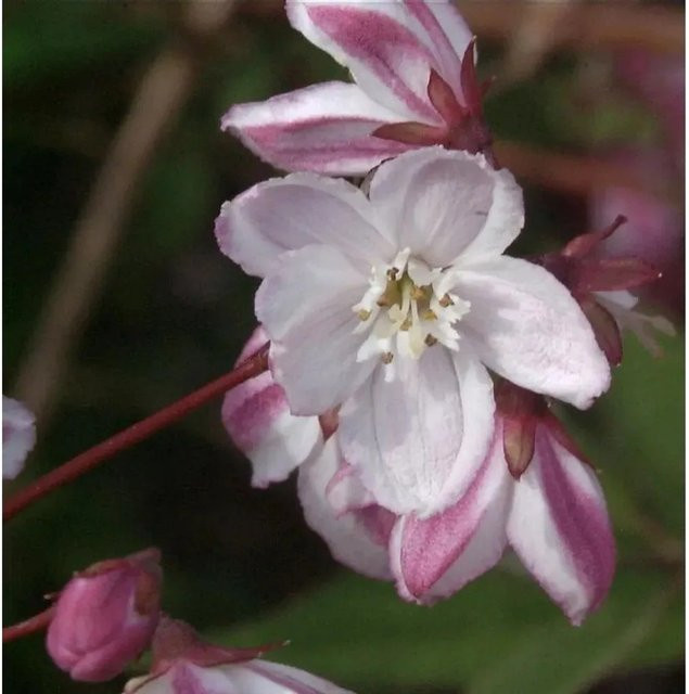 Halbhoher Sternstrauch Deutzia kalmiiflora für deinen Garten, Höhe: 60-80 cm - Bild 1