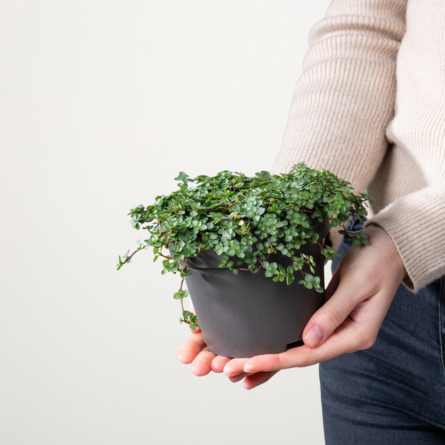 BIO Pilea Glauca Zimmerpflanze von BLUME2000 in Silber und Grün - Bild 1