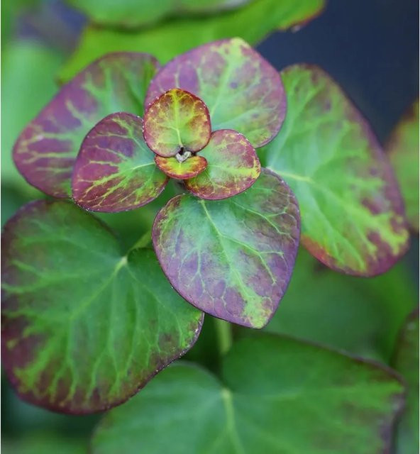 Hedera helix Zwergefeu Arbori Compact Kletterpflanze in Grün - Bild 1
