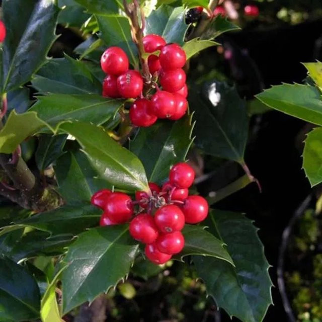 Arborix Stechpalme Heckenfee Ilex meserveae als immergrüne Heckenpflanze im Container, Höhe: 40 bis 60 cm - Bild 1