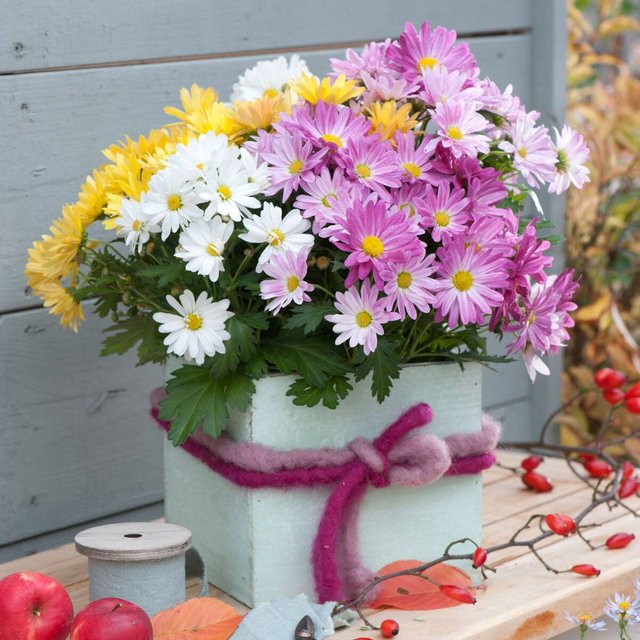 Bunte Herbst-Chrysantheme Gigi Trio von Mein schöner Garten Shop als mehrjährige Pflanze für Topf und Balkon - Bild 1