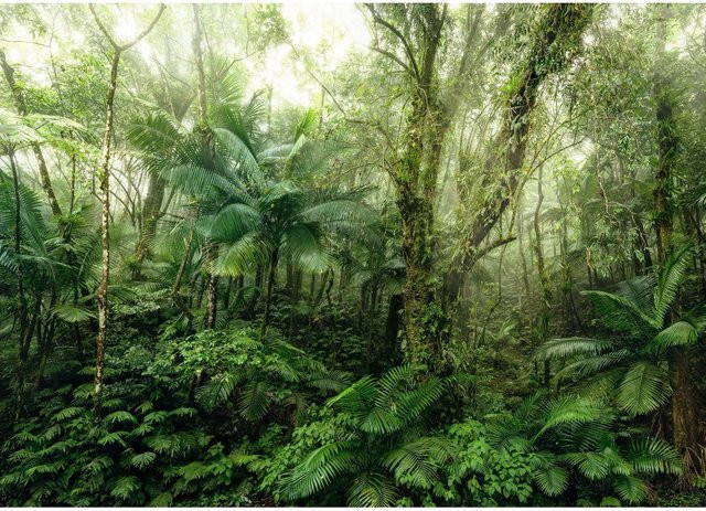 Komar Vliesfototapete Mindfulness B: 350 cm, H: 250 cm - Bild 1