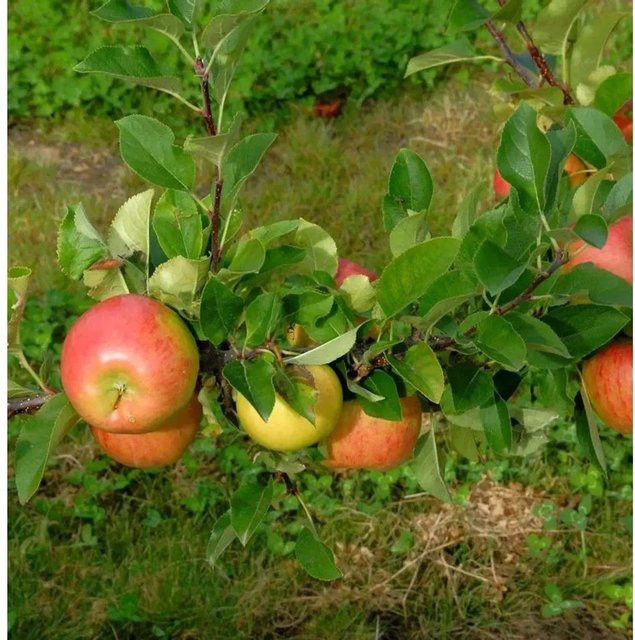 Apfelbaum Ingol Malus von Die Nr-01.de, Herbstsapfel, grün, Höhe: 60-80 cm - Bild 1