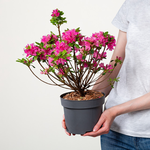 Japanische Azalee Rhododendron obtusum von BLUME2000 für Balkon und Kübel - Bild 1