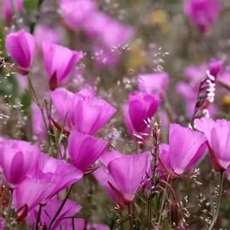 Prärie Malve Purpetta Sidalcea malviflora - lila mehrjährige Beetpflanze und Schnittblume