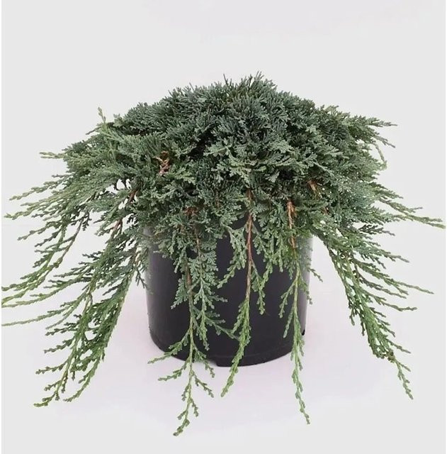 Blauer Kriechwacholder Ice Blue Juniperus horizontalis, Farbe: Blau, Höhe: 40-50 cm - Bild 1