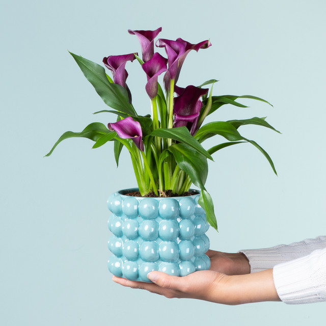 Calla Bubbles Zantedeschia Zimmerpflanze von BLUME2000 mit Übertopf - Bild 1
