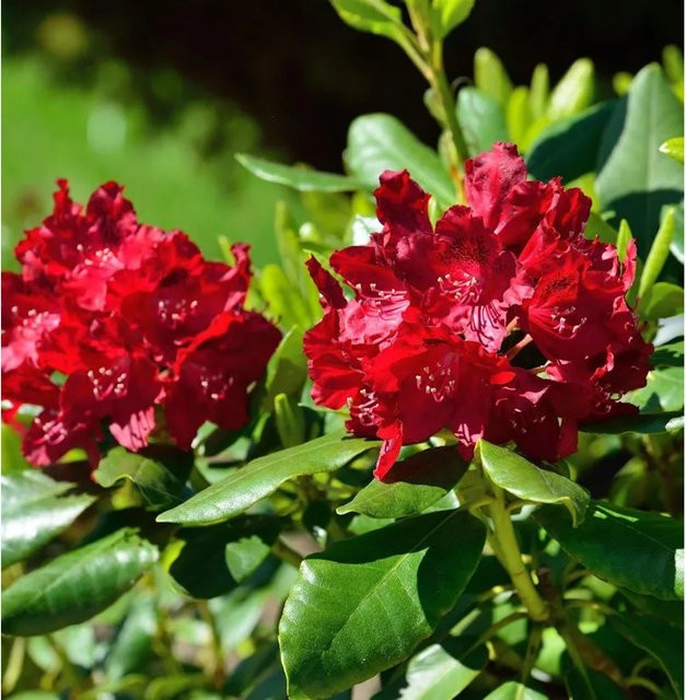 INKARHO Rhododendron Cherry Kiss Alpenrose, großblumiger Zierstrauch in Rot, Höhe: 40-50 cm - Bild 1