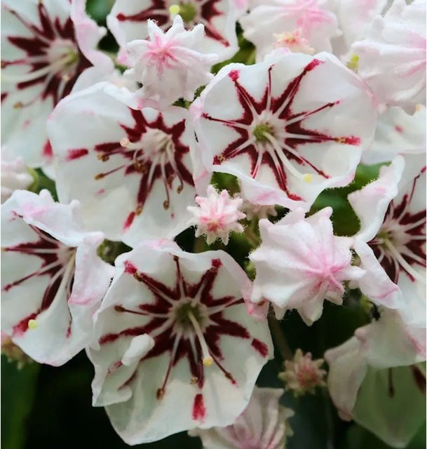Berglorbeer Peppermint Kalmia latifolia Zierstrauch in Weiß und Pink, Höhe: 25-30 cm - Bild 1