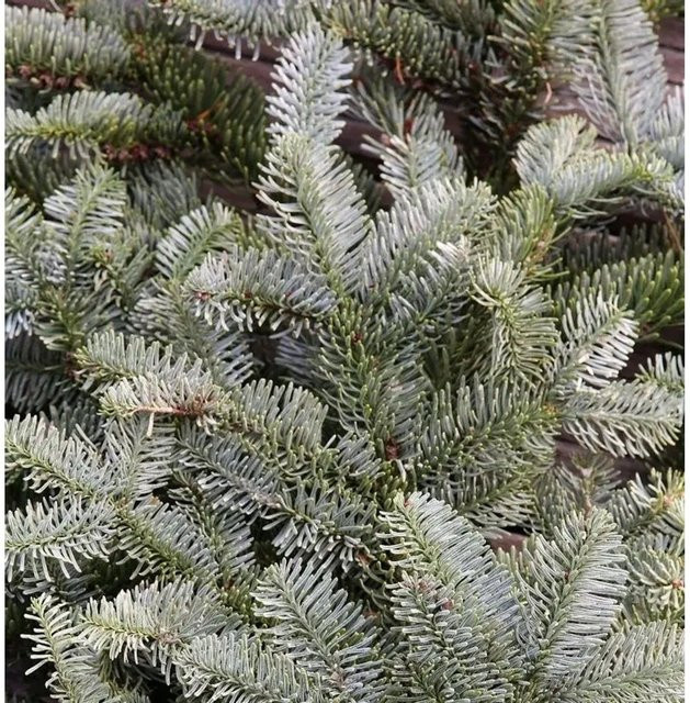 Silbertanne Abies procera Nixe von Nr-01.de, grün, Höhe: 20-25 cm - Bild 1