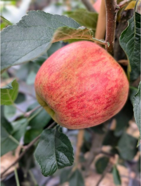 Apfel Rebella® Malus domestica Obstbaum in Rot, Gold und Gelb - Bild 1