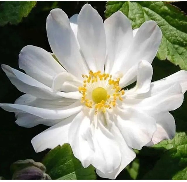 Herbstanemone Anemone japonica Andrea Atkinson in Weiß als mehrjährige Beetpflanze und Schnittblume - Bild 1
