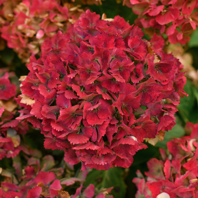 Bauernhortensie Magical Ruby Tuesday rot von Mein schöner Garten Shop - Bild 1