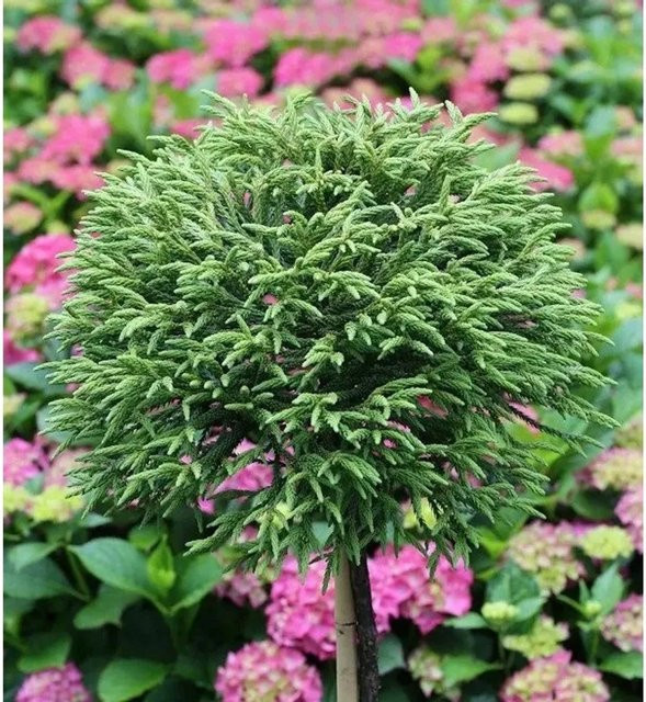 Japanische Sicheltanne Little Diamond Cryptomeria japonica Hochstamm, Farbe: Grün, Höhe: 80-100 cm - Bild 1