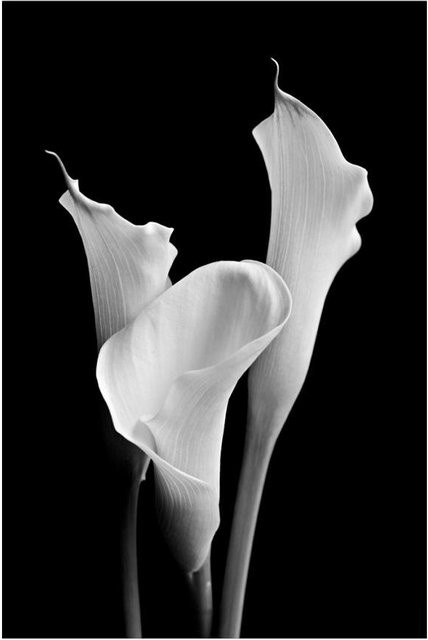PanitingArt Calla-Lilien-Poster mit schwarz-weißen Blumen als modernes Leinwandgemälde, Breite: 30 cm, Höhe: 40 cm, Farbe: Weiß - Bild 1