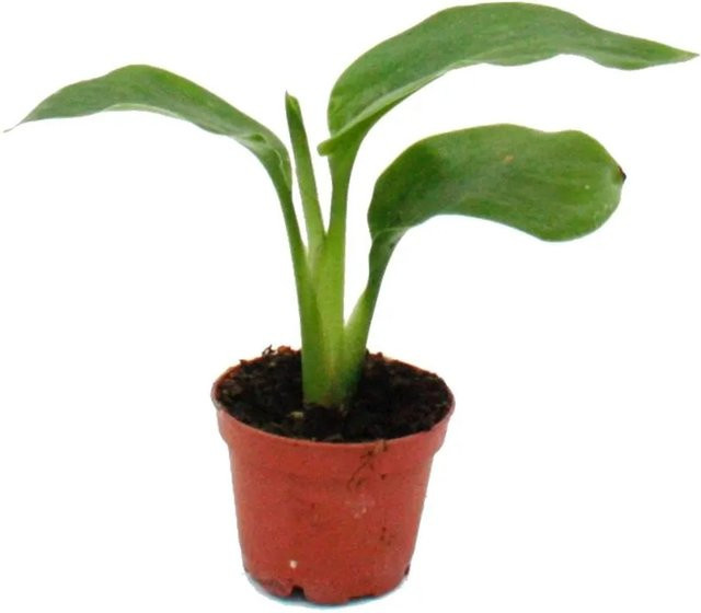 Exotenherz Monstera Deliciosa Fensterblatt Minipflanze in Grün im 5,5 cm Topf - Bild 1