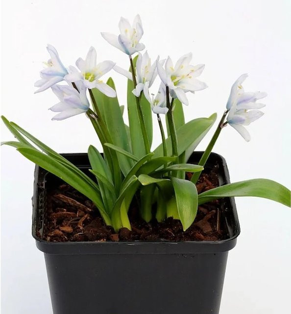 Persischer Blaustern Scilla mischenschenkoana in Blau als winterharte Staude für den Garten und Freiland - Bild 1