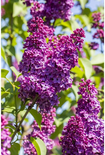 OBI Edelflieder Syringa vulgaris Andenken an Ludwig Späth Rotviolett, pflegeleichter Zierstrauch im Topf, Höhe: 50-60 cm - Bild 1