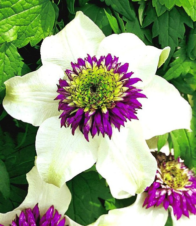 Clematis Florida Sieboldii Pflanze