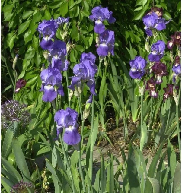 Schwertlilie Harbor Blue Iris barbata als blaue Beetpflanze - Bild 1