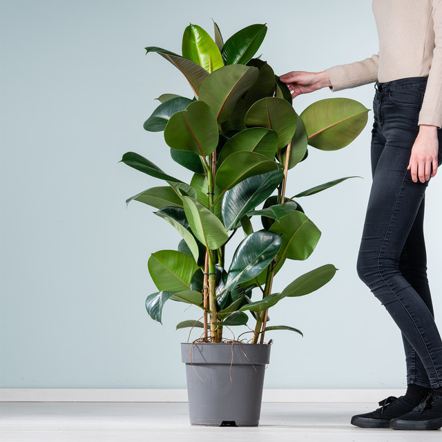 Ficus Robusta XL Zimmerpflanze von BLUME2000 in Grün, Höhe: 200 cm, Breite: 150 cm - Bild 1