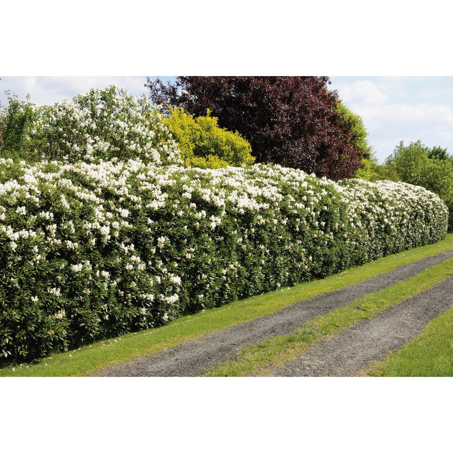 GROW by OBI Rhododendron Cunninghams White Weiß, Zierstrauch für den Garten, Höhe ca. 20-30 cm - Bild 2