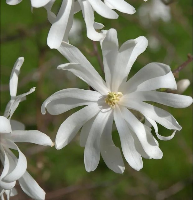 Sternmagnolie Royal Star Magnolia stellata weiß Strauch 40-60 cm - Bild 1