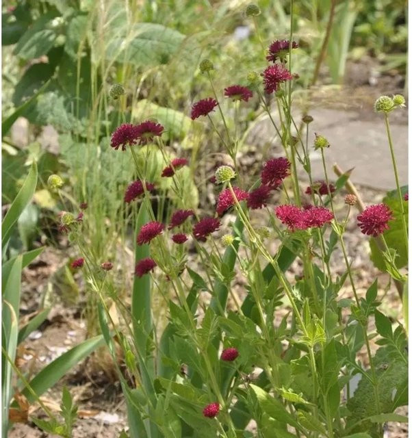 Witwenblume Mars Midget Knautia macedonica lila Staude für Stauden- und Naturgärten - Bild 1