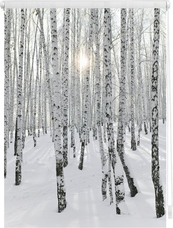 Lichtblick Rollo Klemmfix Birkenwald weiß B: 100 cm, H: 150 cm - Bild 1