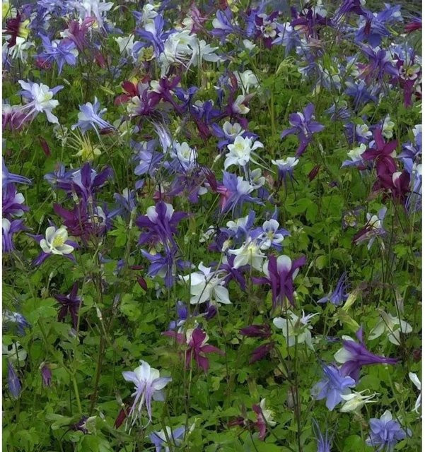 Aquilegia caerulea Akelei Biedermeier blaue Staude für den Garten - Bild 1