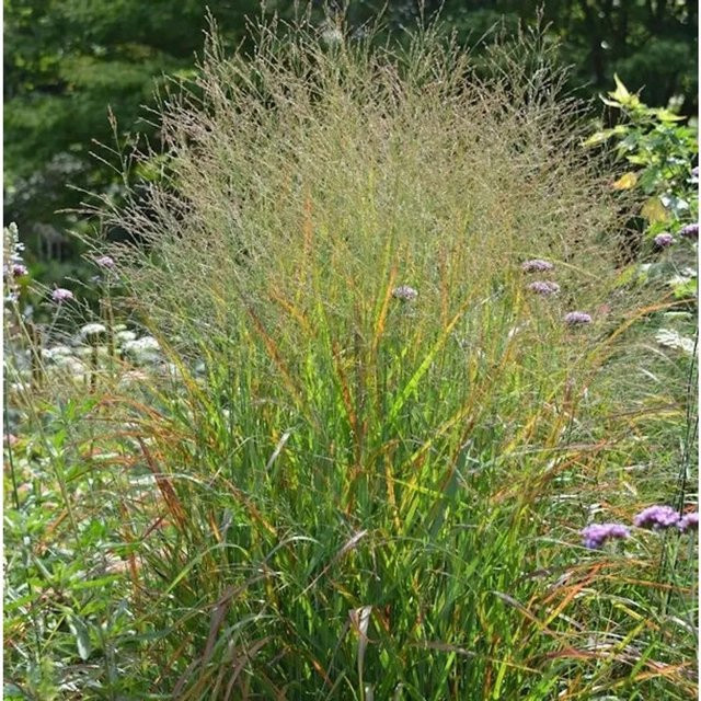 Rutenhirse Rotstrahlbusch Panicum virgatum als Zierpflanze im Topf von Nr-01.de in Rot und Grün - Bild 1