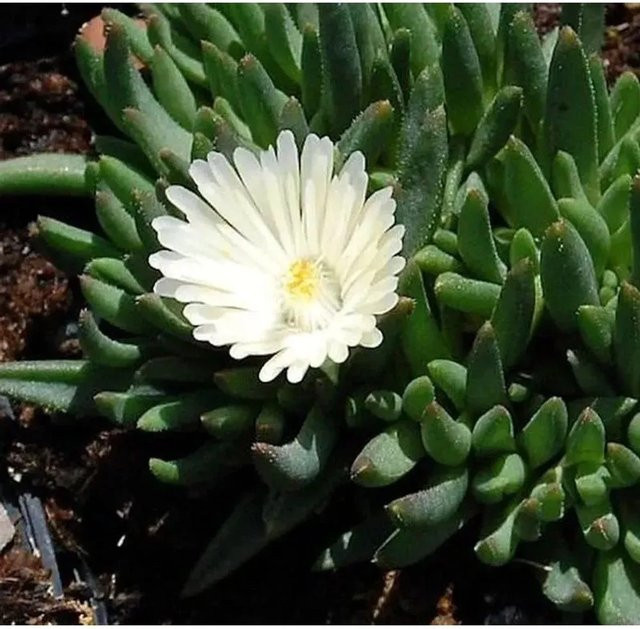 Delosperma congestrum Mittagsblümchen als mehrjährige Bodendecker-Staude für den Garten und Freiflächen - Bild 1