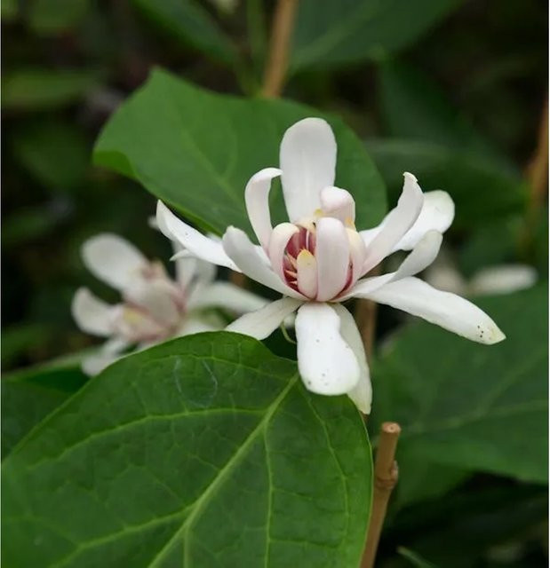 Calycanthus floridus Gewürzstrauch Venus in Pink, Höhe: 60-80 cm - Bild 1