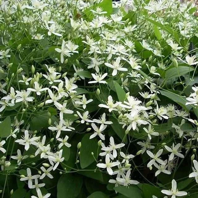 Arborix Immergrüne Waldrebe Clematis armandii Snow Bells mit weißen Blüten im Container - Bild 1