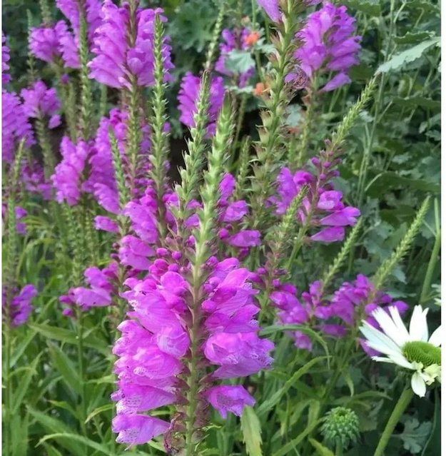 Physostegia virginiana Gelenkblume Vivid lila mehrjährige Beetblume und Schnittblume von Nr-01.de - Bild 1
