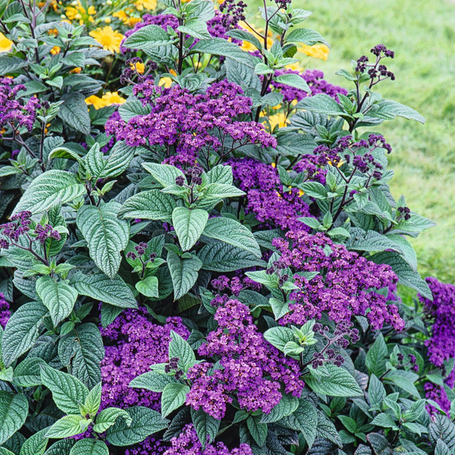 Heliotropium arborescens Vanilleblume von BLUME2000 als Zierstrauch für Balkon und Terrasse - Bild 1