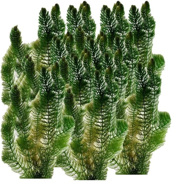 Vdvelde Hornkraut als schwimmende Sauerstoffpflanze für den Teich, 5 l - Bild 1