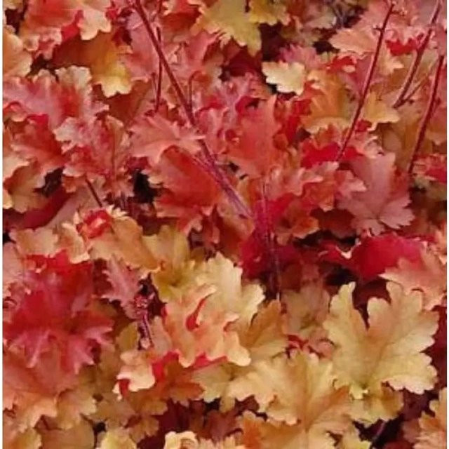 Heuchera brizoides Purpurglöckchen Creme Brulee Bodendecker von Nr-01.de - Bild 1