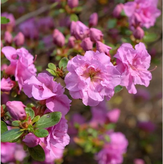 Japanische Azalee Thekla Rhododendron obtusum als Zwerg Alpenrose von Nr-01.de, Topfpflanze, 20-25 cm - Bild 1