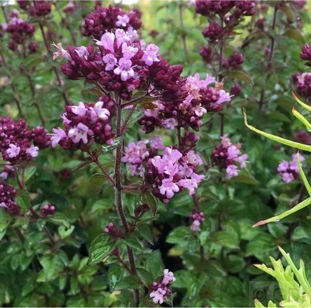 Oregano Rosenkuppel Origanum cultum in lila als mehrjährige Pflanze im Topf - Bild 1