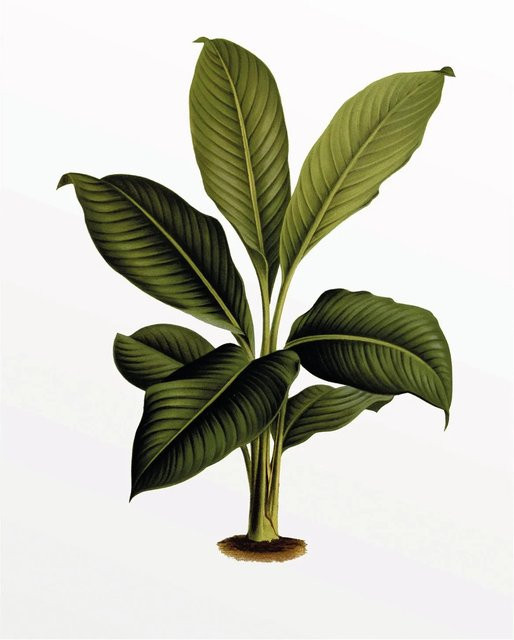 Komar Wandbild Elastica Leaf in Grün, B: 40 cm, H: 50 cm - Bild 1