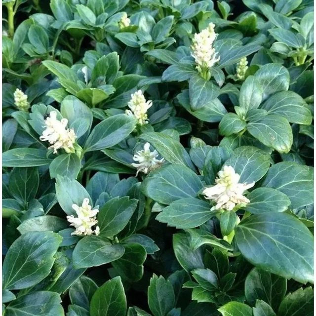 10x Pachysandra terminalis Dickmännchen Green Carpet Gartenstaude in Schattengrün - Bild 1
