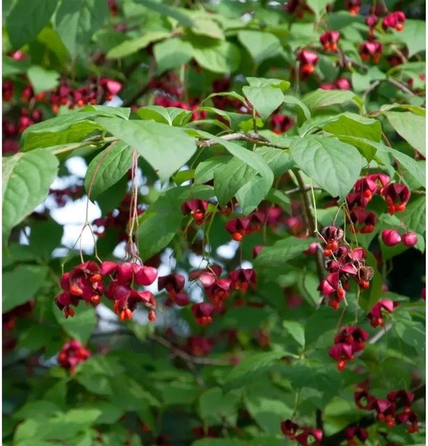 Pfaffenhütchen Euonymus planipes als pflegeleichter Gartenstrauch in Grün und Rot, Höhe: 80-100 cm - Bild 1