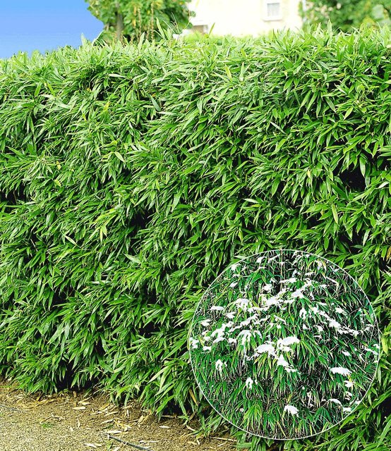 Winterharte Bambus-Hecke - Bild 1